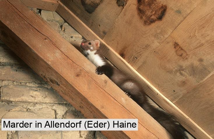 Marder in Allendorf (Eder) Haine